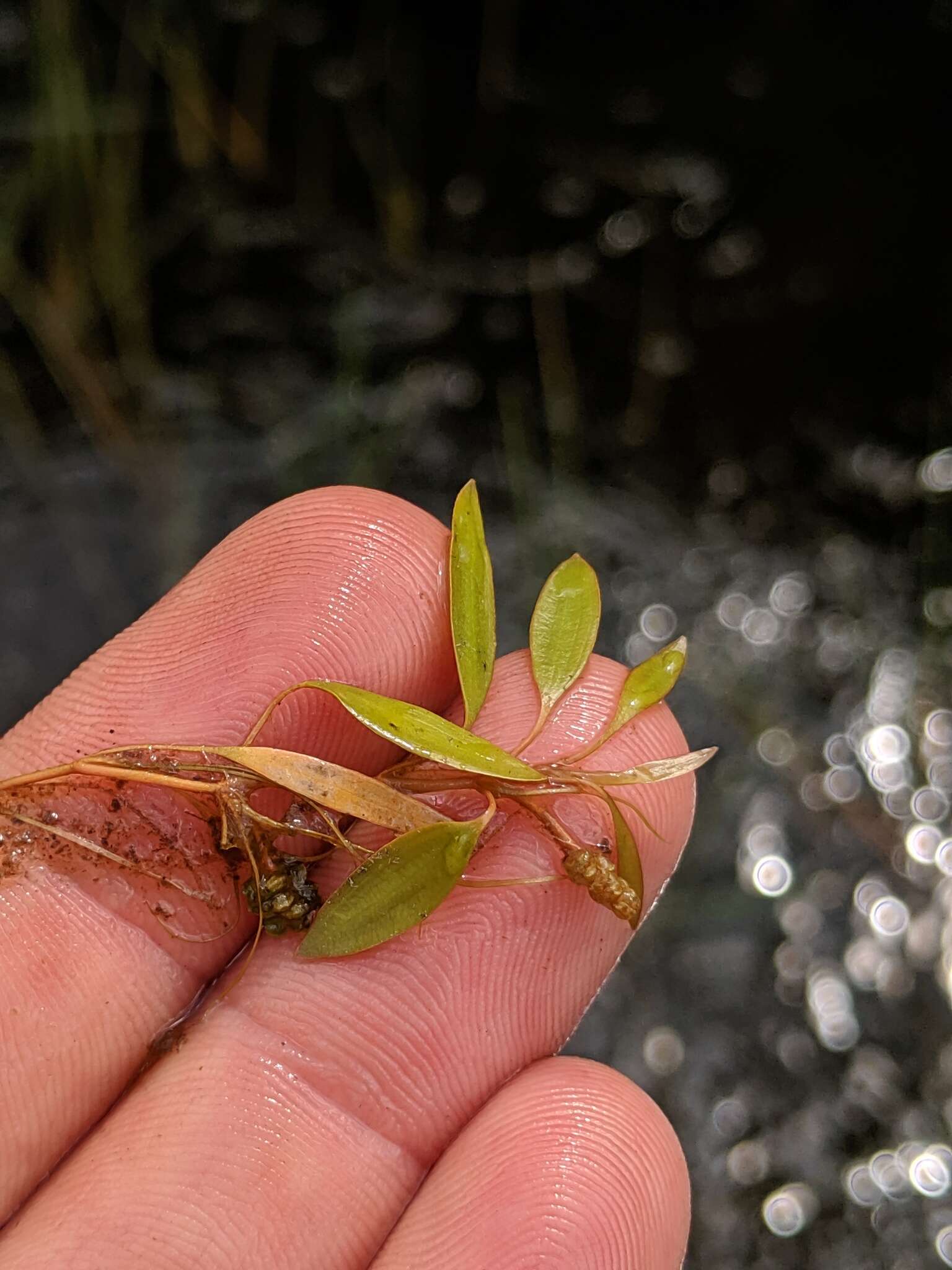 Image of Snail-Seed Pondweed