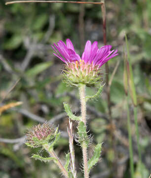 Sivun Xanthisma gymnocephalum (DC.) D. R. Morgan & R. L. Hartm. kuva