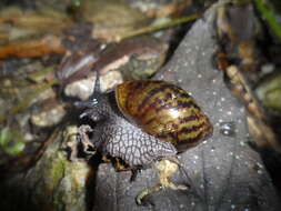 Image of Plekocheilus quadricolor (L. Pfeiffer 1848)