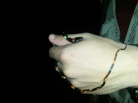 Image of Worontzow's Spotted Night Snake