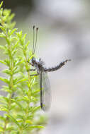 Sivun Bubopsis agrionoides (Rambur 1838) kuva