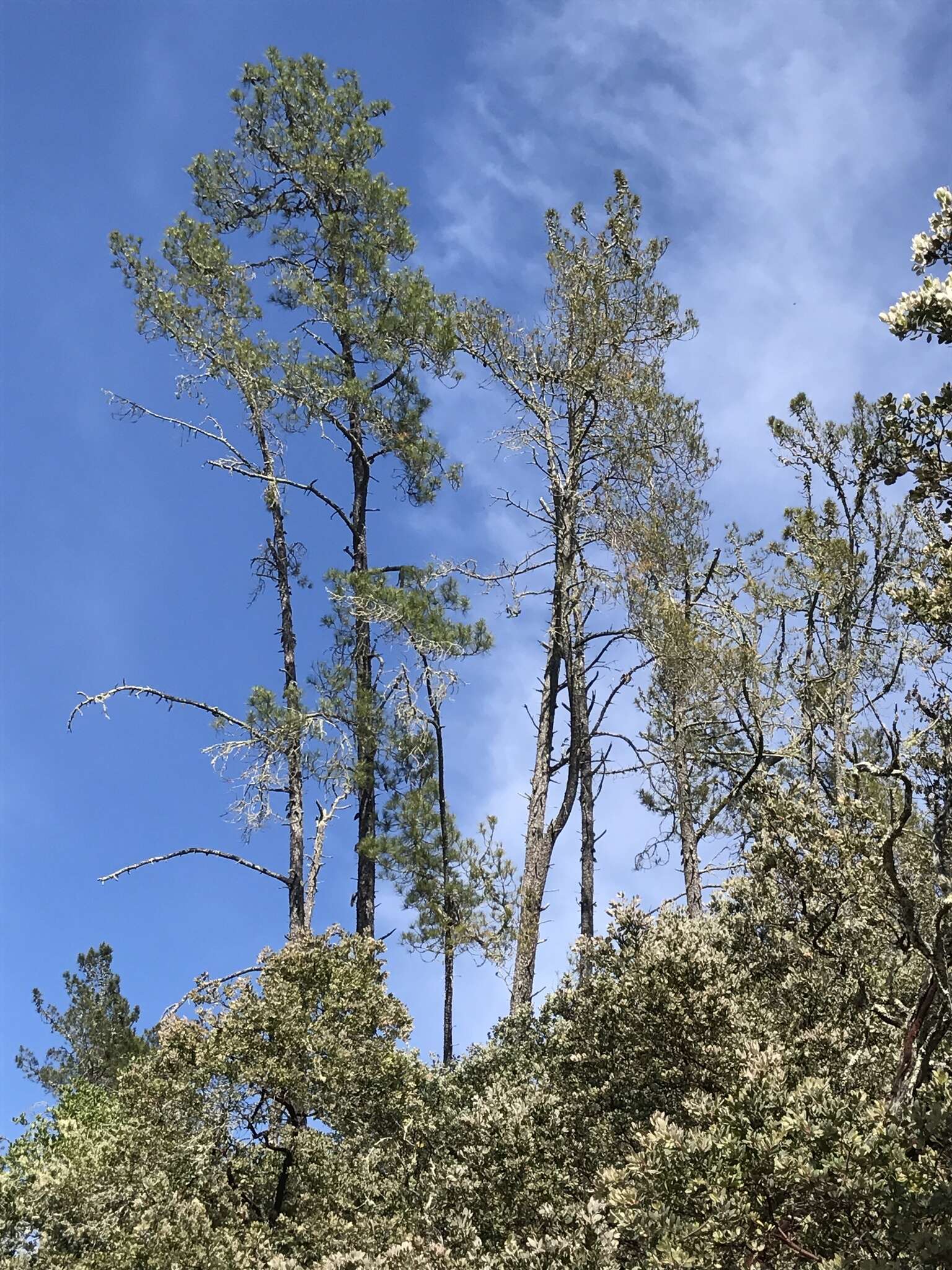 Imagem de Pinus attenuata Lemmon