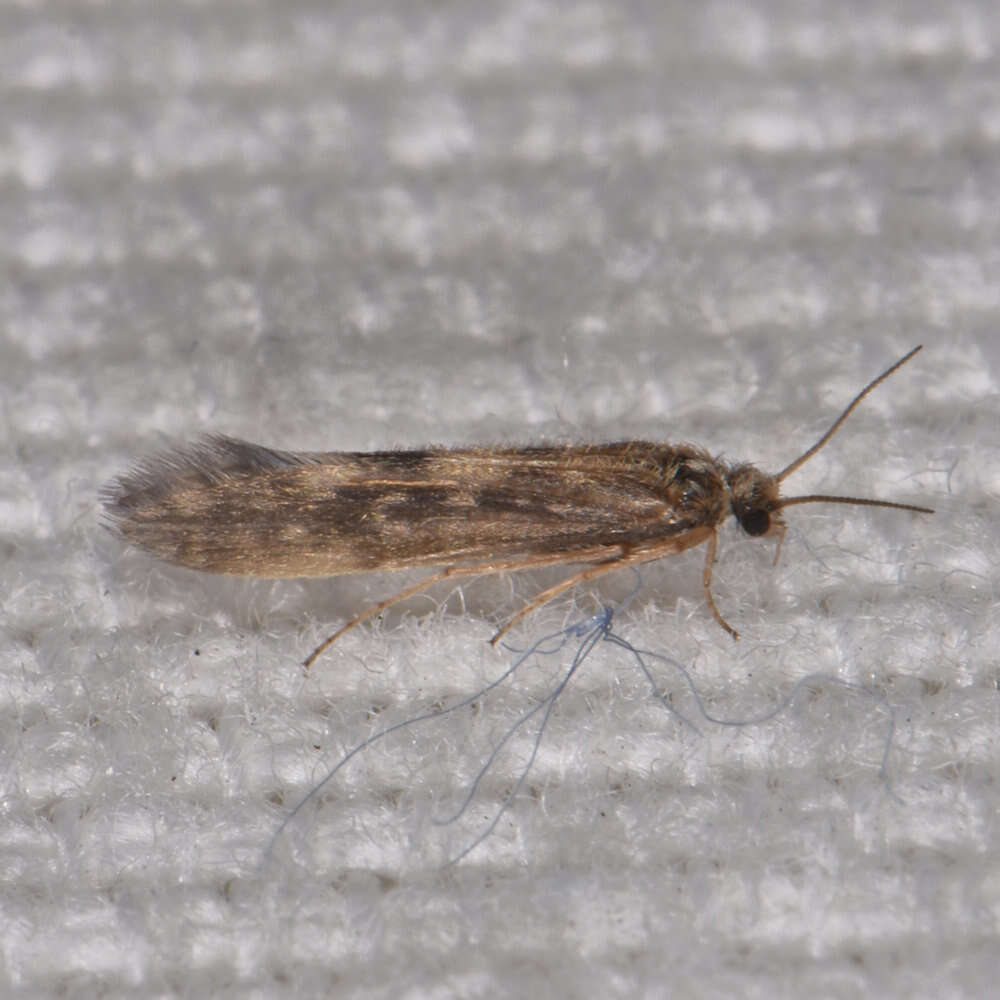 Image of Salt and Pepper Microcaddis