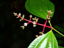 Image of Miconia lateriflora Cogn.