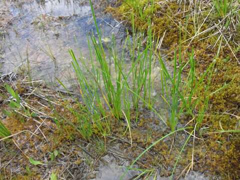 Image of Flat-Stem Spike-Rush