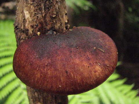 Image de Polyporus hypomelanus Berk. ex Cooke 1886