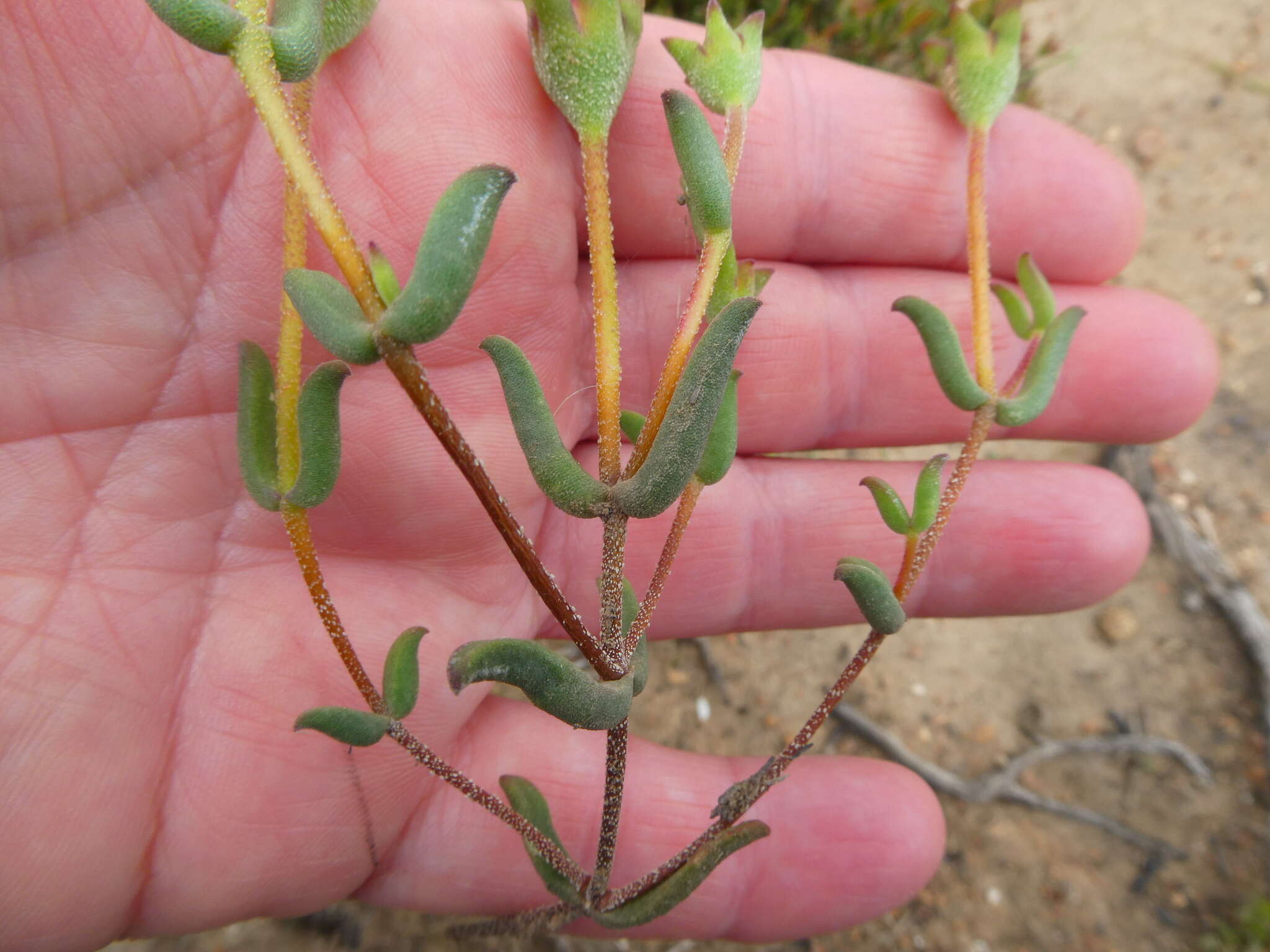 Imagem de Drosanthemum lavisii L. Bol.