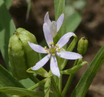 Image of Iphigenia pallida Baker