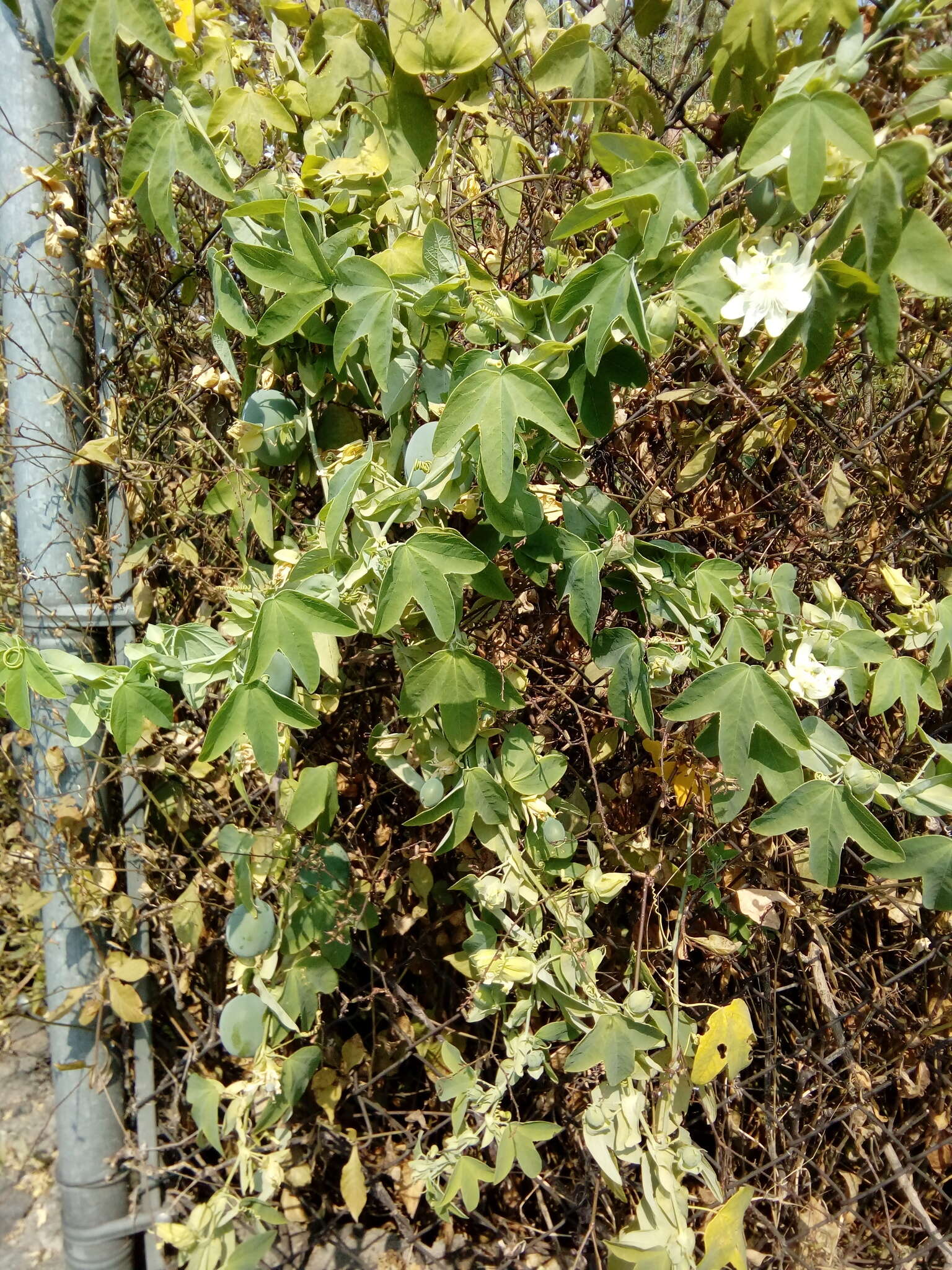 Image de Passiflora subpeltata Ortega