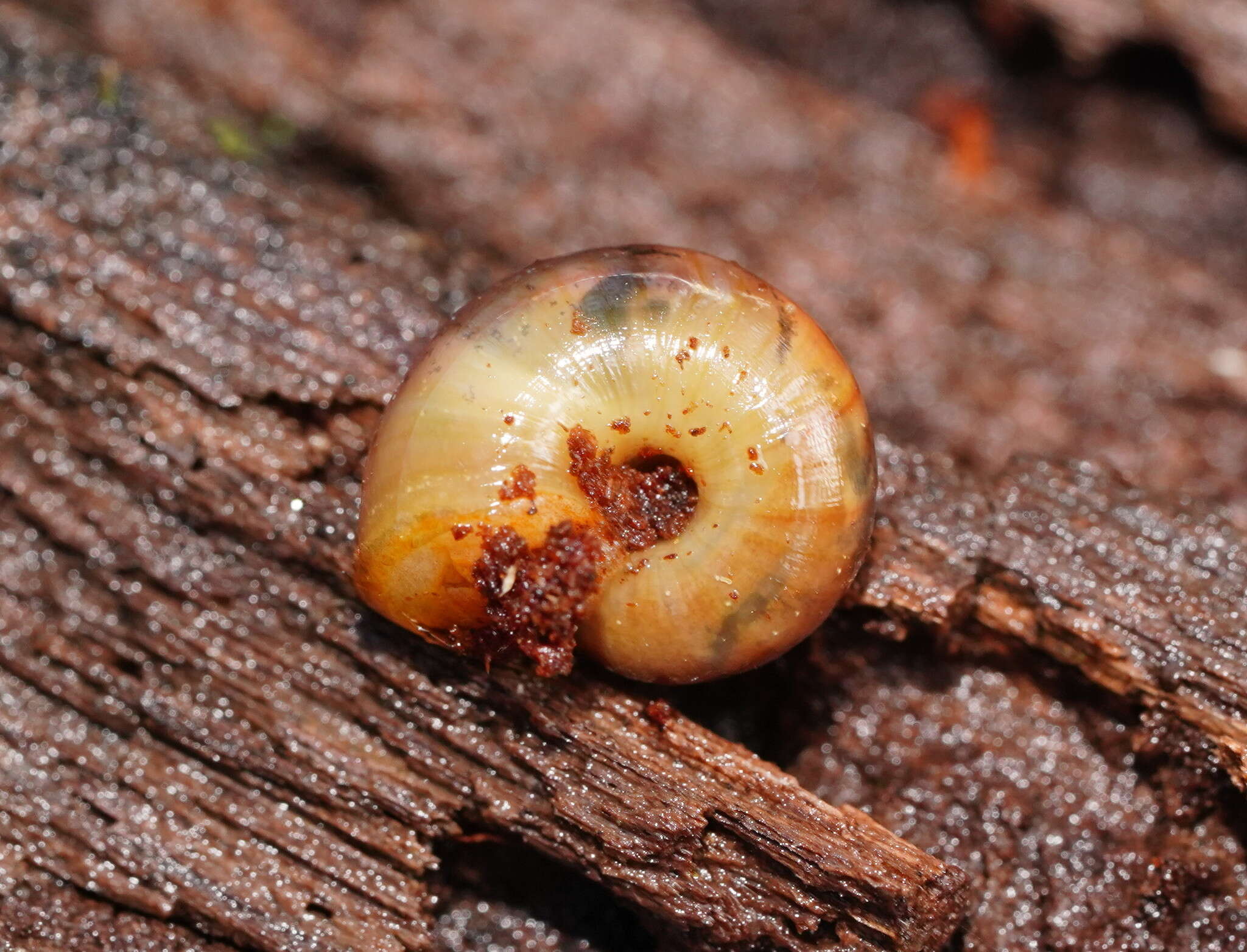 صورة Austrorhytida glaciamans (Iredale 1938)