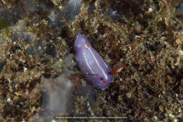 Image of Mexichromis trilineata (A. Adams & Reeve 1850)