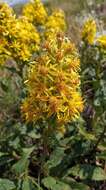 Plancia ëd Solidago virgaurea subsp. taurica (Juz.) Tzvel.