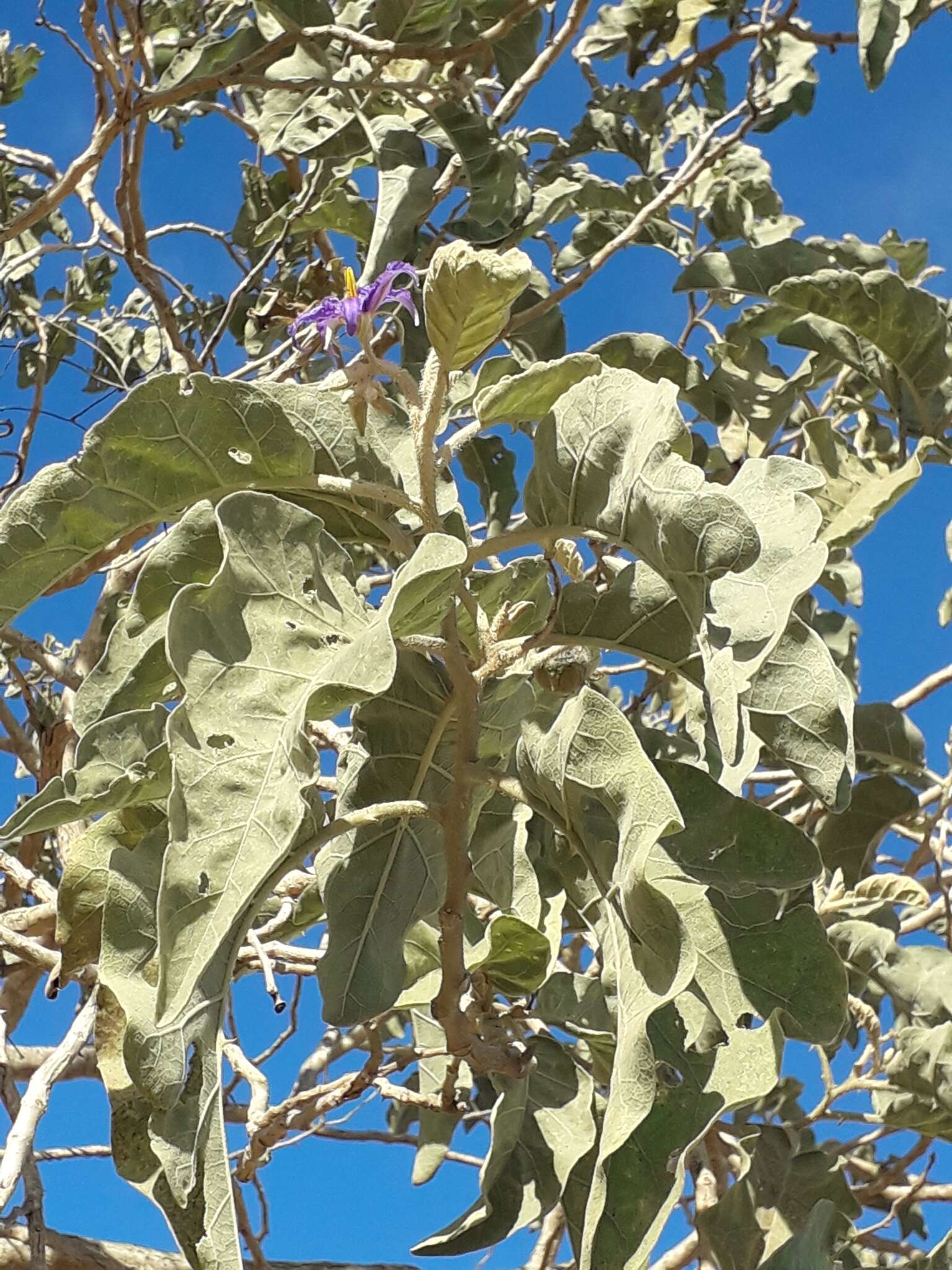 Image of Solanum lycocarpum A. St.-Hil.