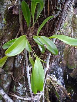 Image of flor de llanten