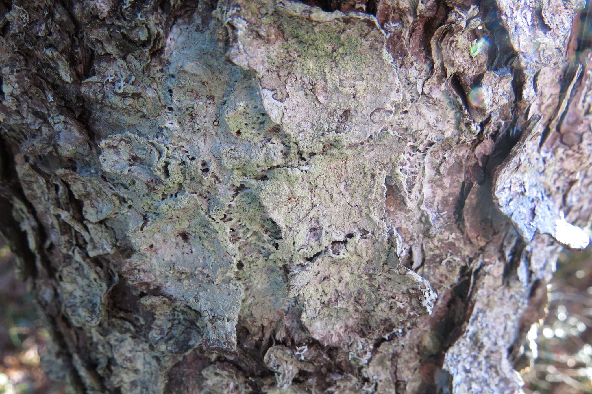 Image of crabseye lichen