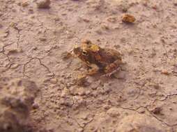 Image of Marbled Sand Frog