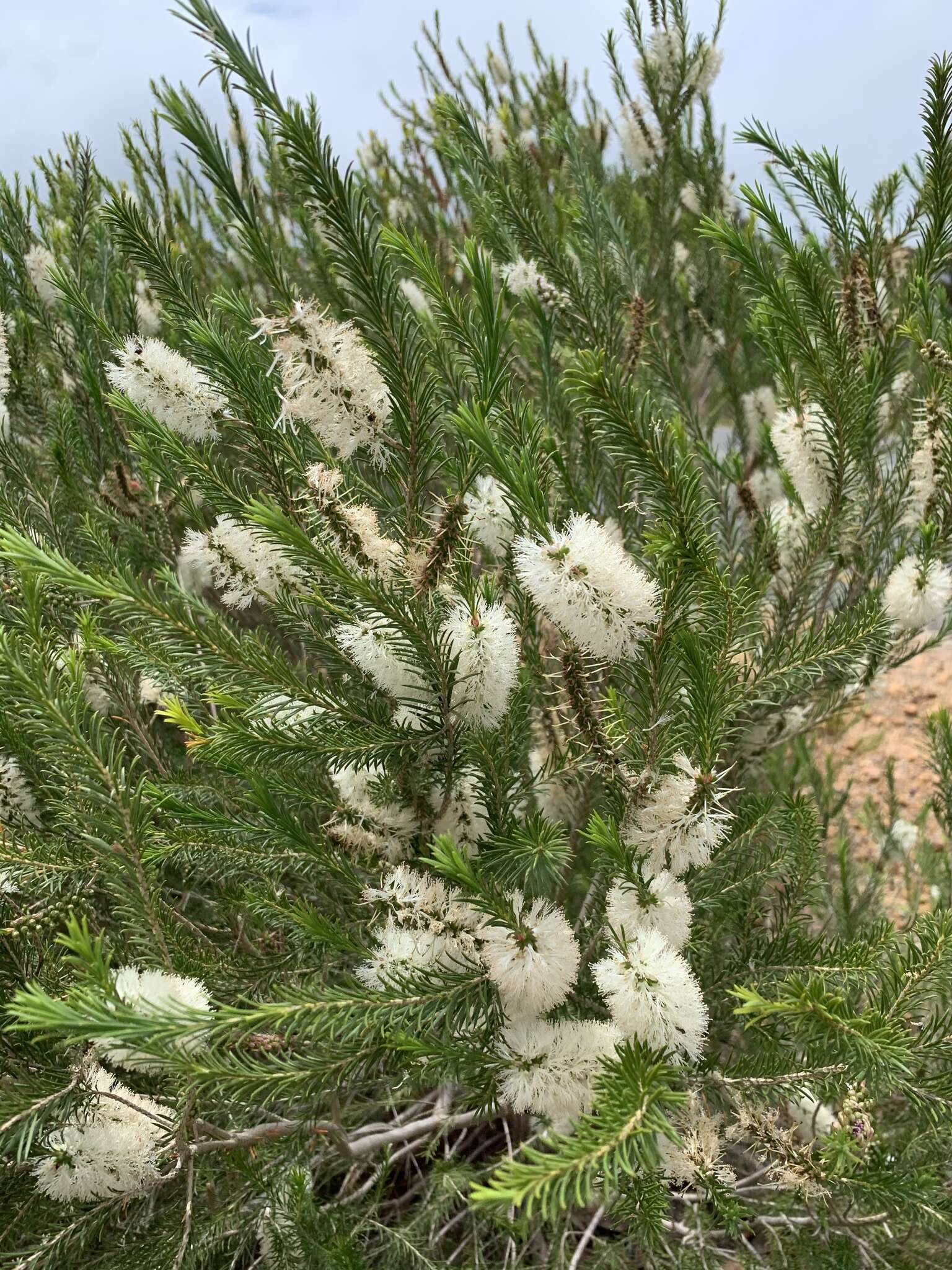 Image de Melaleuca armillaris (Gaertner) Smith