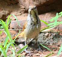 Image of Collared Palm Thrush