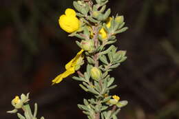 Sivun Hibbertia cinerea (R. Br ex DC.) H. R. Toelken kuva