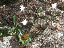 Image of Forstera sedifolia Forst. fil.