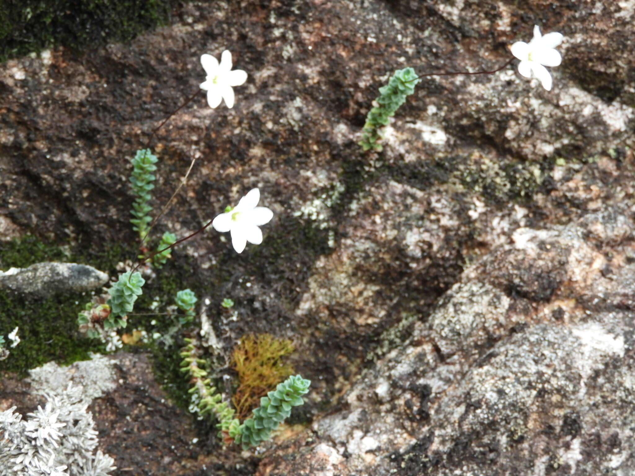 Image of Forstera sedifolia Forst. fil.