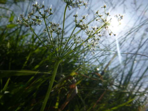 Imagem de Pimpinella major (L.) Hudson