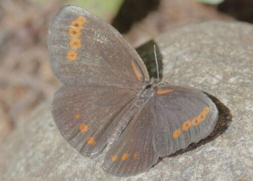 Image of Physcaeneura panda Boisduval 1847