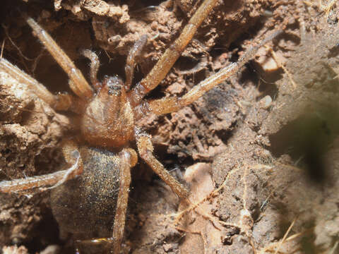 Image of Pterotricha lentiginosa (C. L. Koch 1837)