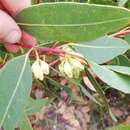 Image of Eucalyptus goniantha subsp. goniantha