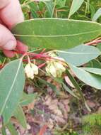 Image of Eucalyptus goniantha subsp. goniantha