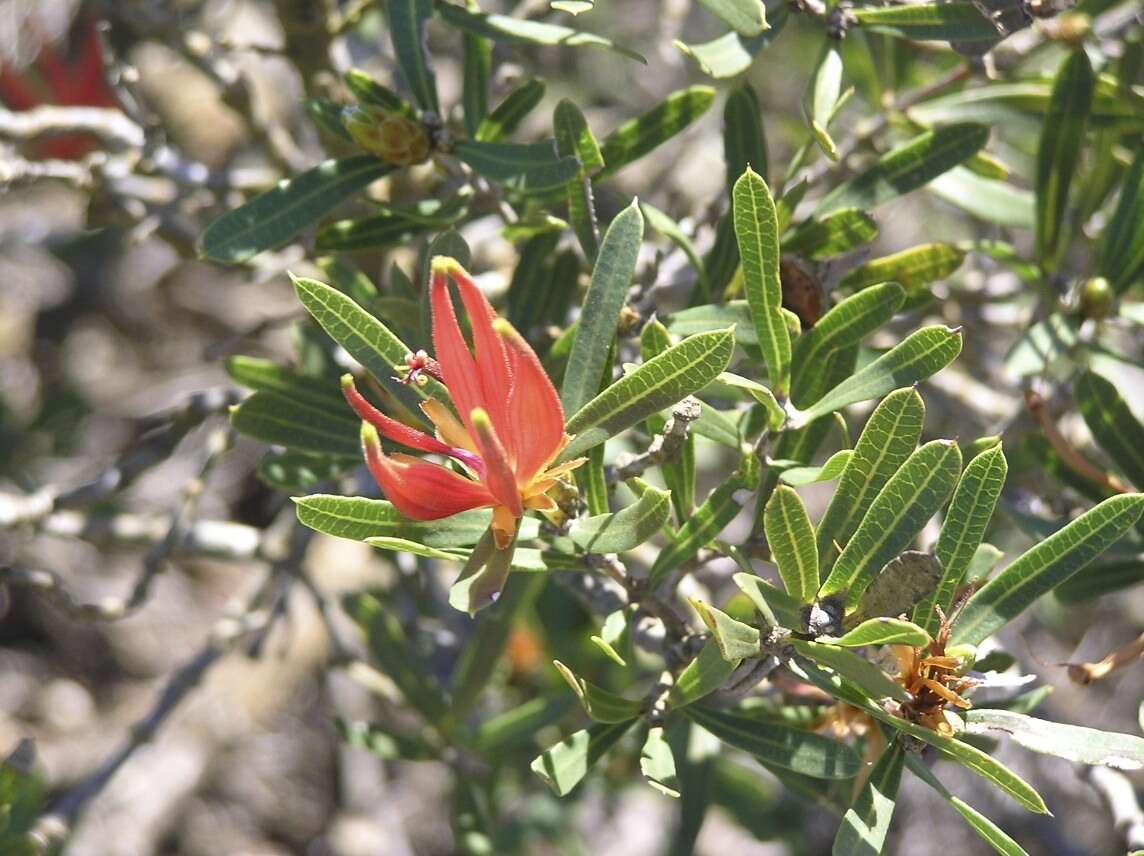 Image of Lambertia multiflora Lindl.