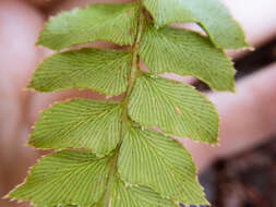 Plancia ëd Polystichum nepalense (Spreng.) C. Chr.