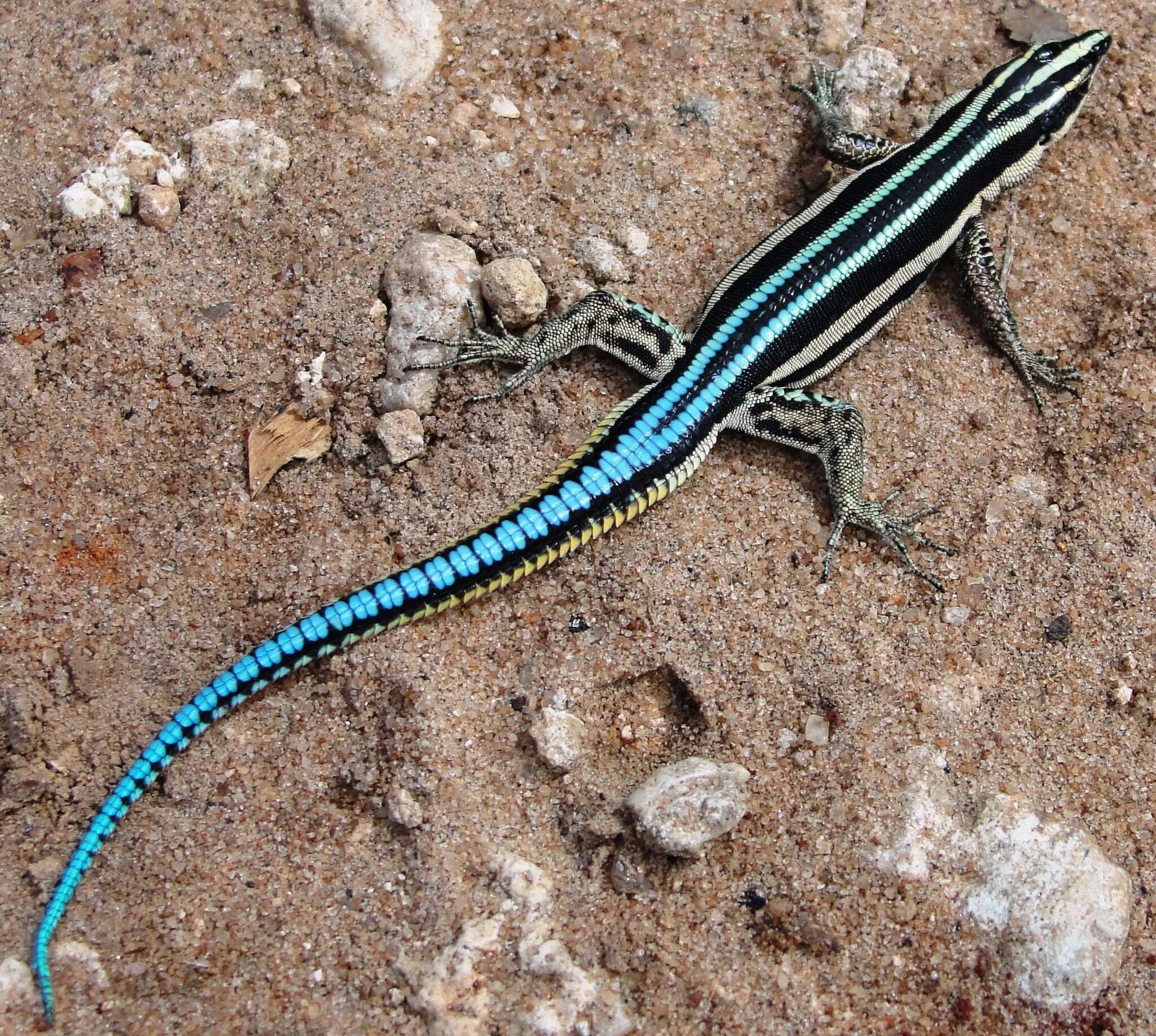 Image de Holaspis