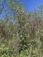 Image of prairie crab apple