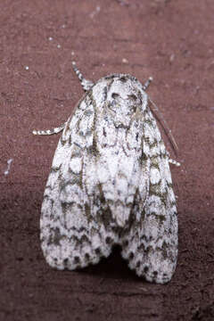 Acronicta retardata Walker 1861的圖片