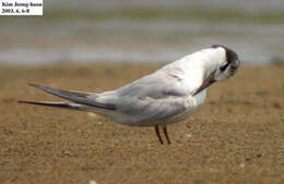 Image of Common Tern