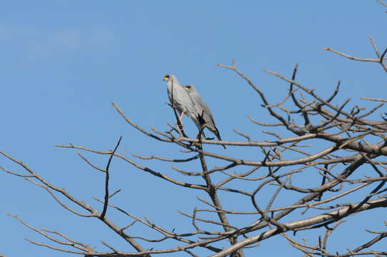 Image of Eastern Chanting Goshawk