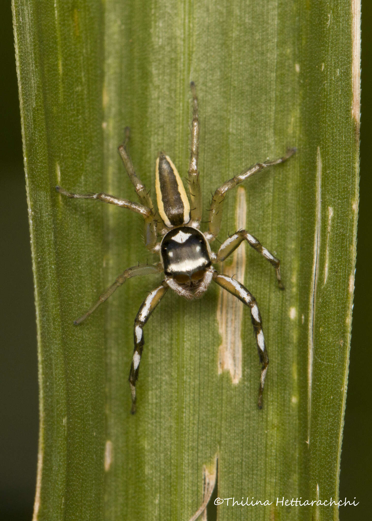 Image of Phintelloides jesudasi (Caleb & Mathai 2014)