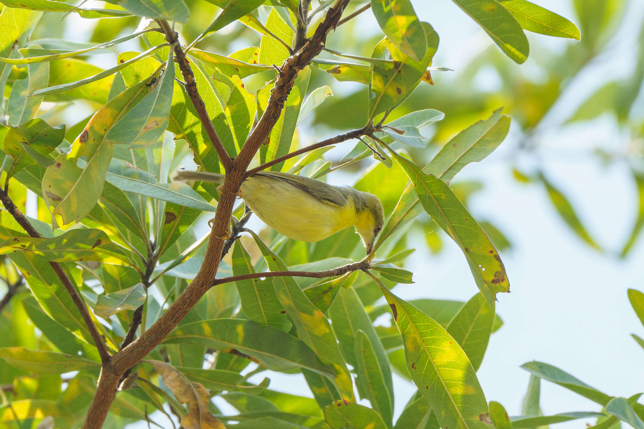 Image of Green-capped Eremomela