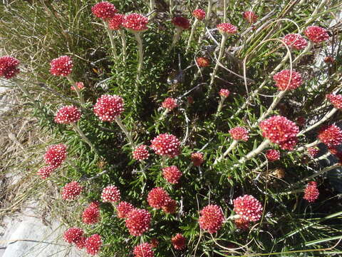 Image of Anaxeton arborescens (L.) Less.