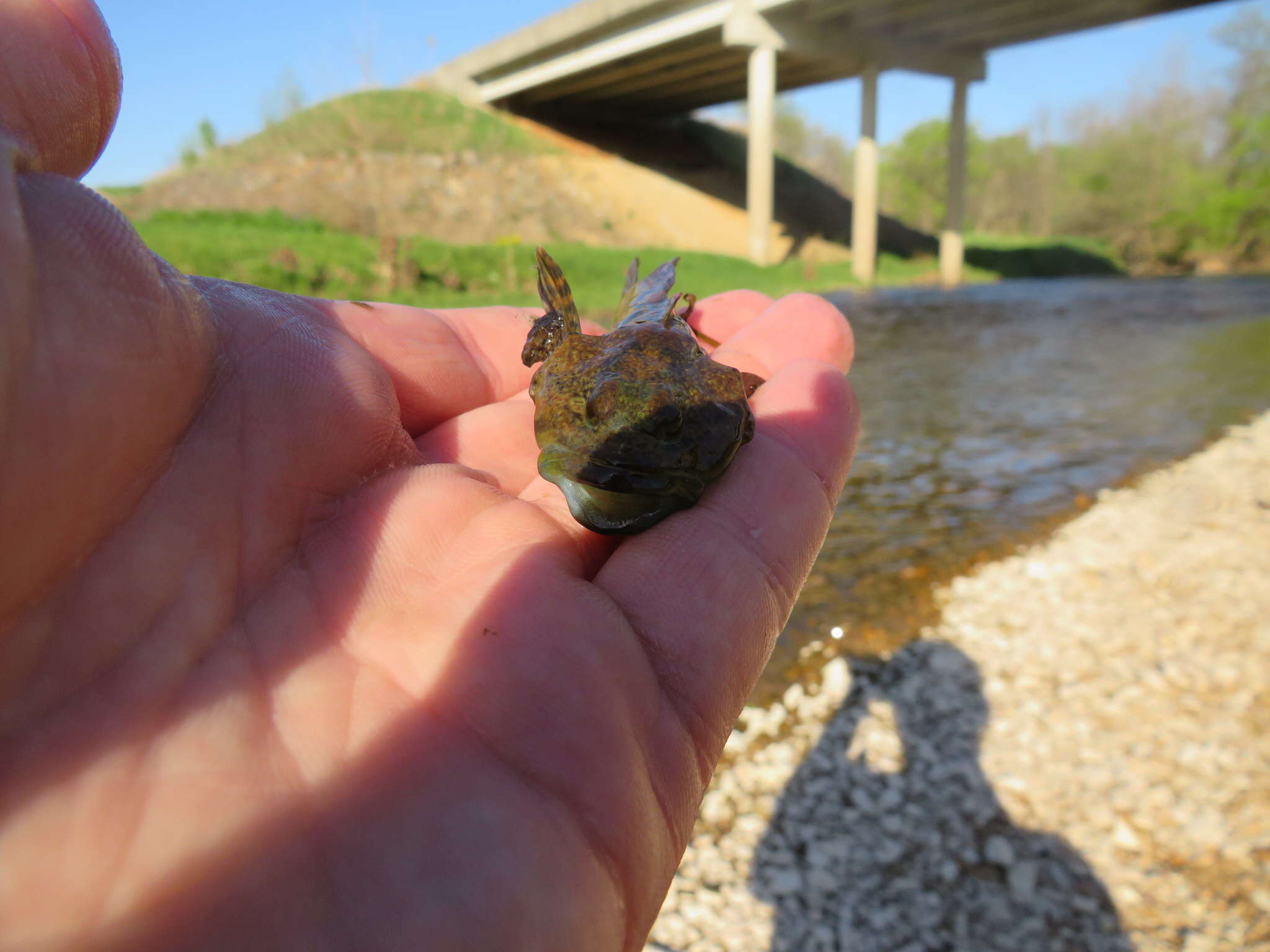 Image of Ozark sculpin