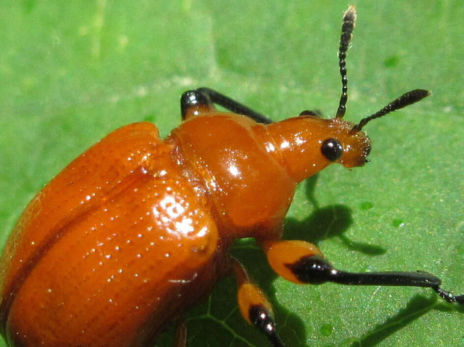 Слика од Henicolabus giganteus Voss 1925