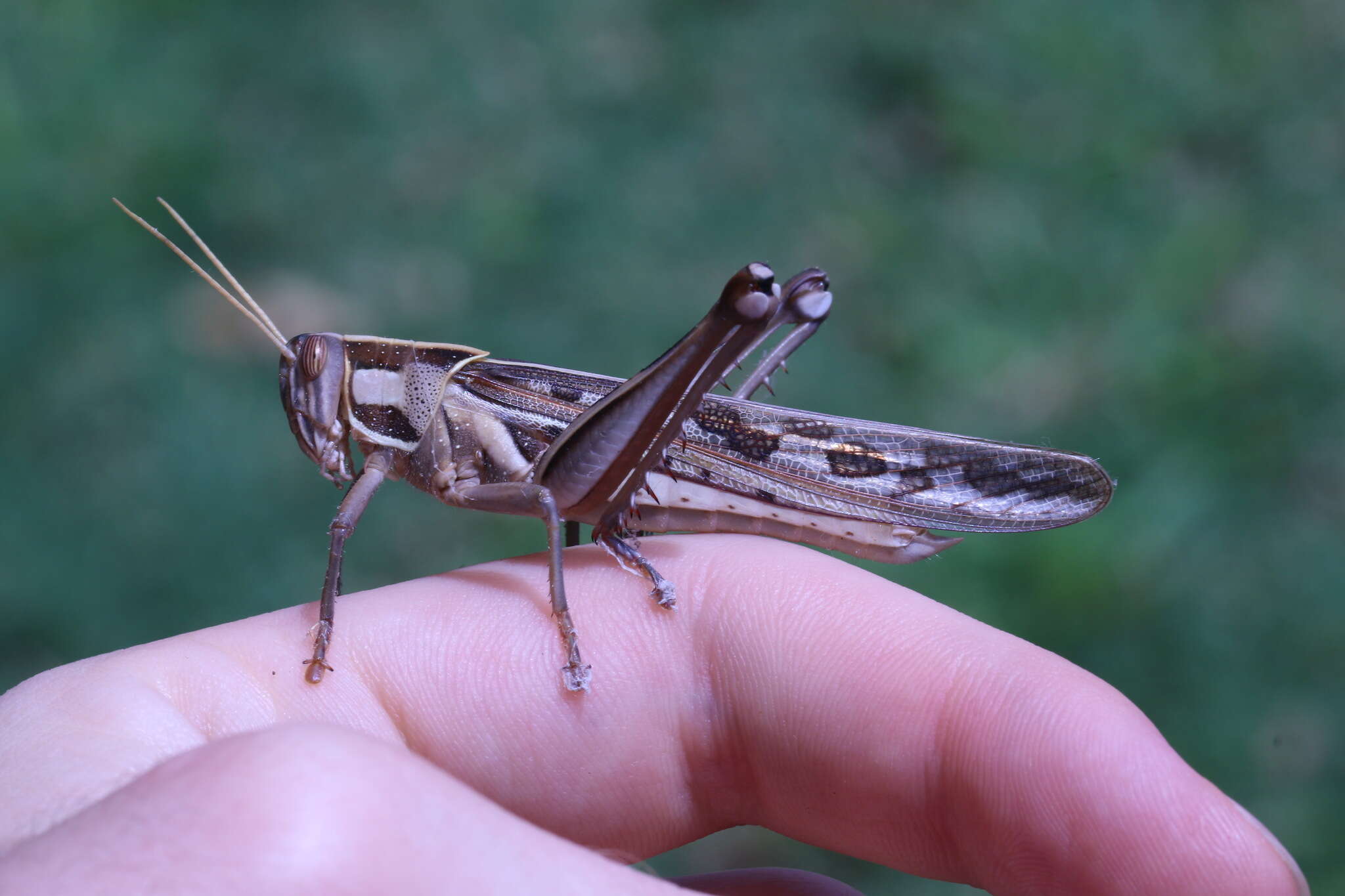 Image of Cyrtacanthacris tatarica (Linnaeus 1758)