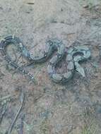 Image of Columbian Red Tail Boa