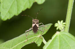 صورة Hypselonotus punctiventris Stål 1862