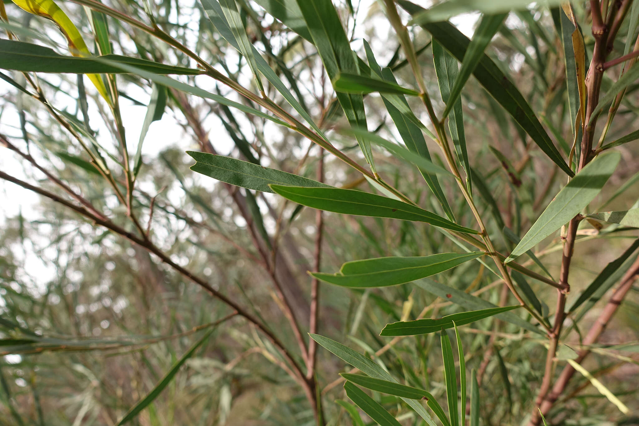 Acacia provincialis A. Camus的圖片