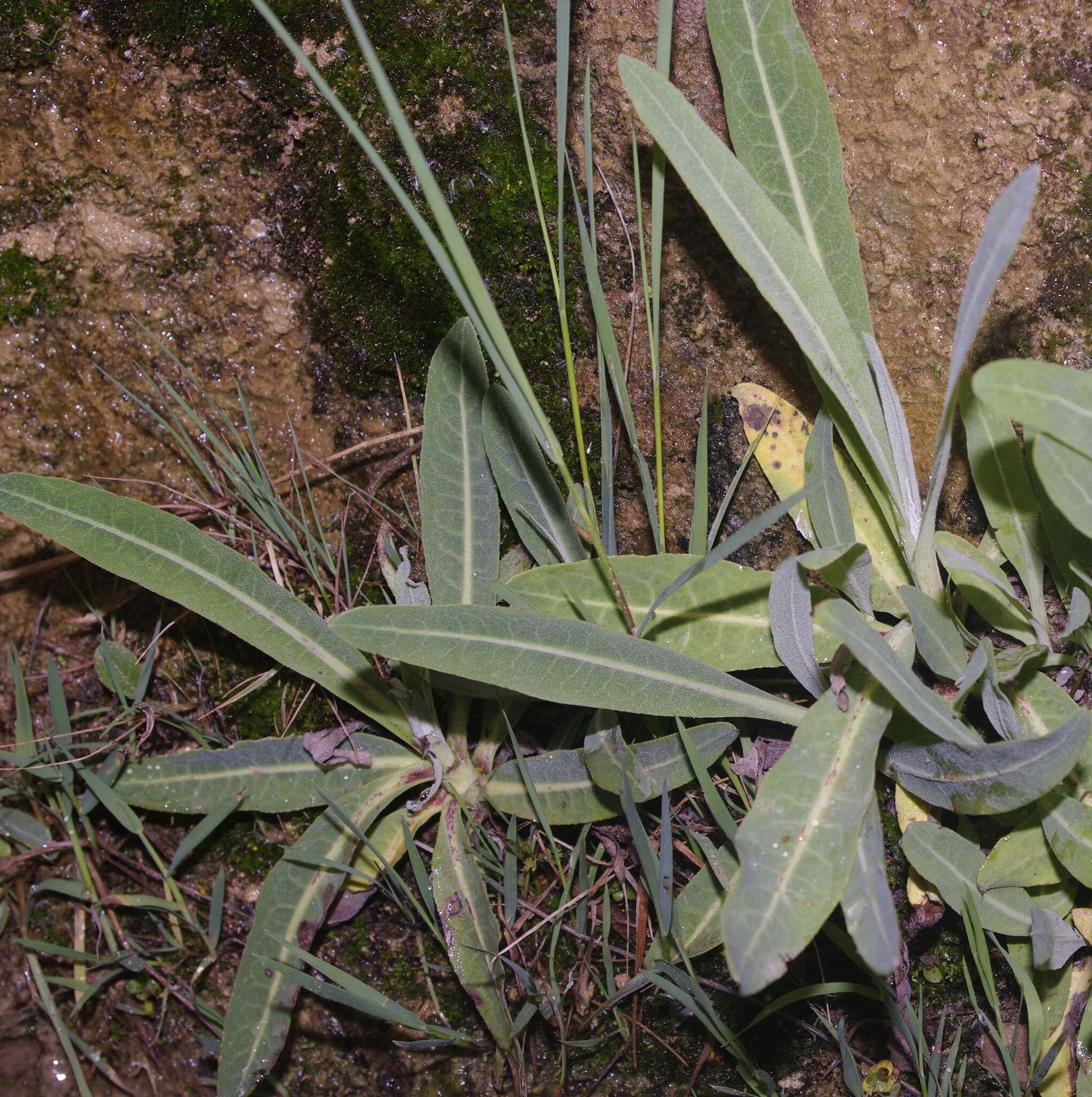 Image of Sonchus maritimus L.