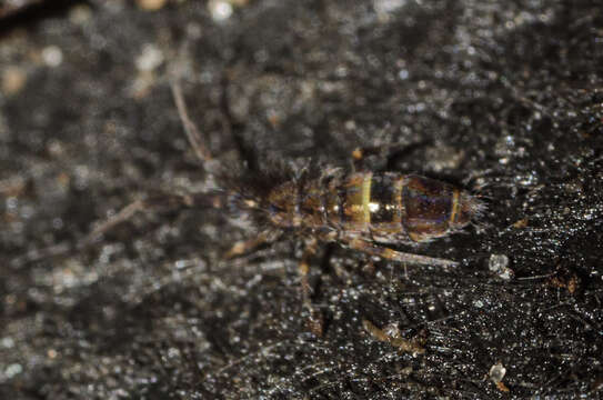 Image de Orchesella cincta argyrotoxa Latzel & R 1917