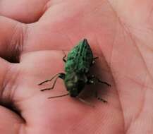 Image of Western Cedar Borer