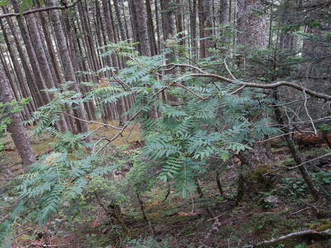 Image de Sorbus randaiensis (Hayata) Koidz.